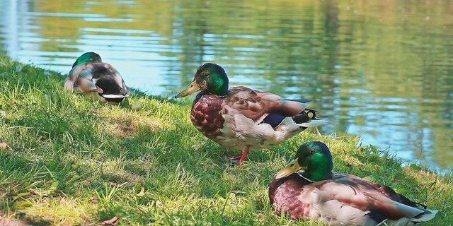Ein Risiko für die Übertragung der Vogelgrippe ginge von den Wildenten aus, die an den Schweizer Seen überwintern. (Bild Pixabay)