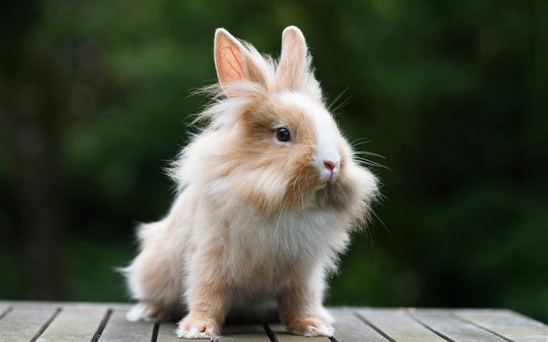 Weltweit gibt es über 350 Kaninchenrassen. An einigen Merkmalen können die Tiere auseinandergehalten werden.