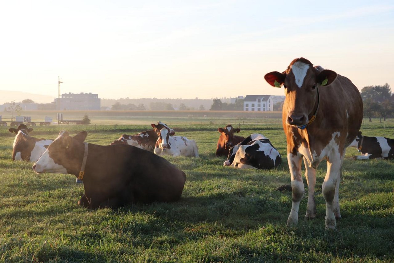 Die Holstein Kühe können auf der Weide bleiben. Die Show im freiburgischen Tafers findet nicht statt. (Symbolbild Ruth Aerni)