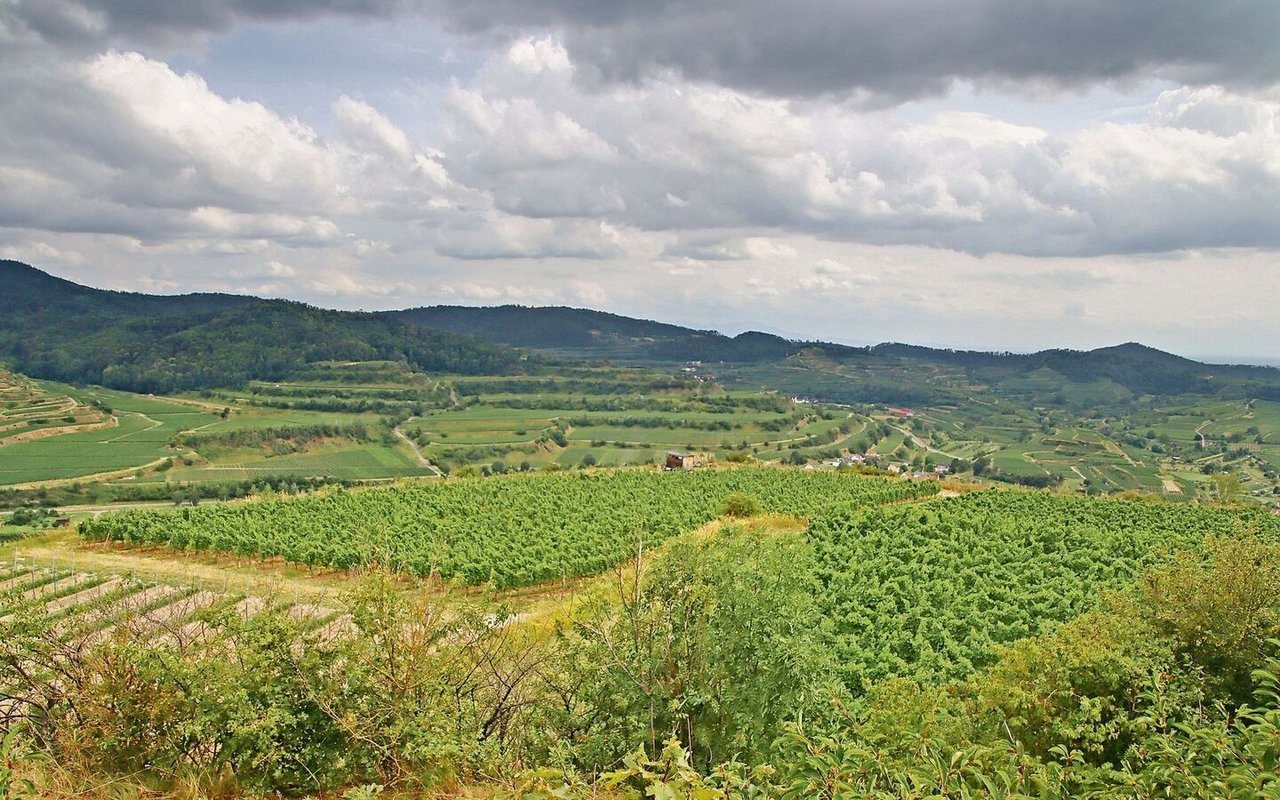 Auf einer Fläche von über 4000 ha gedeihen im deutschen Weinbaugebiet Kaiserstuhl Reben und nochmals Reben.