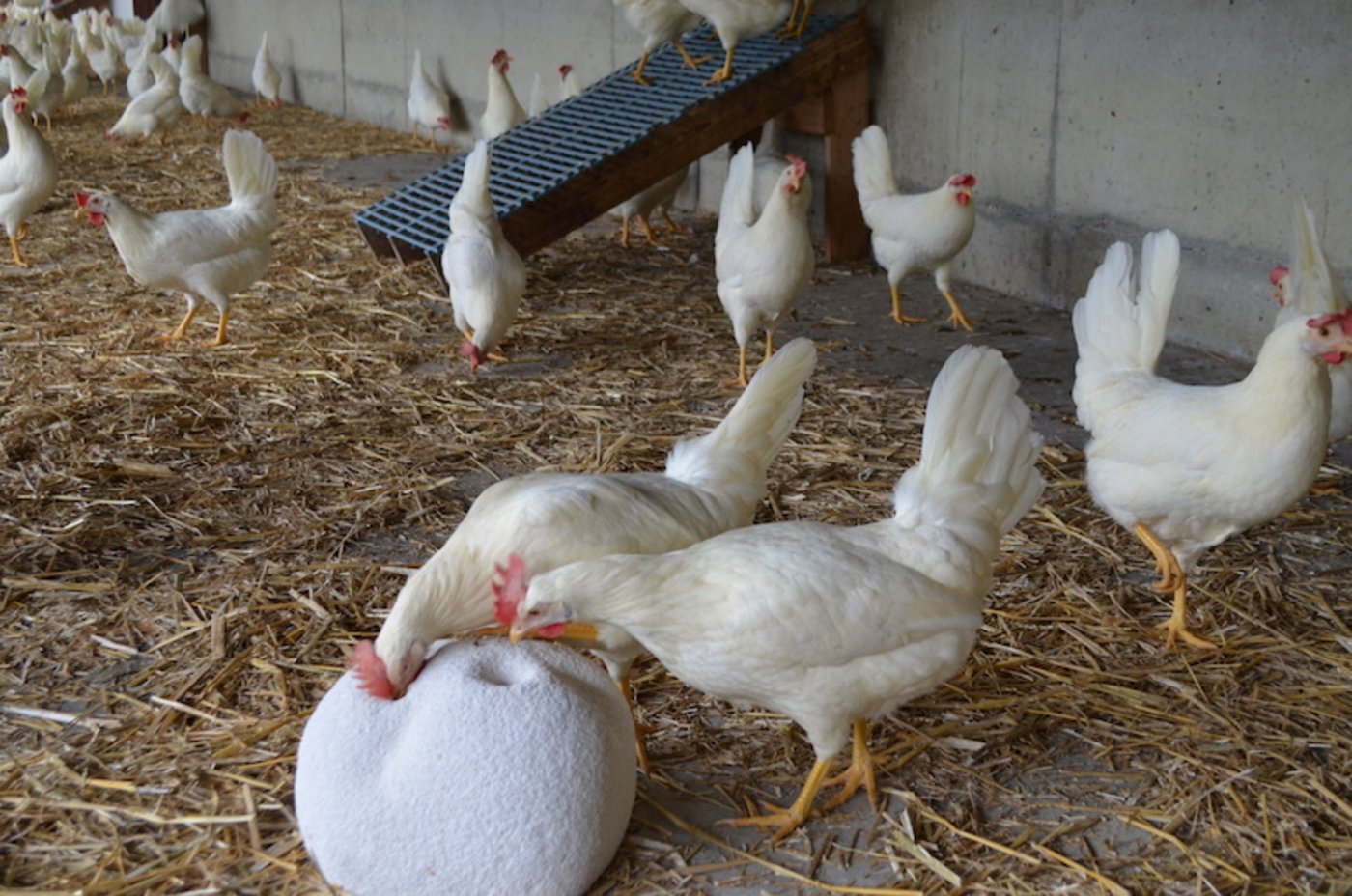 Auf dem Hof scharre, gackern und fressen 9000 Freilandhühner.