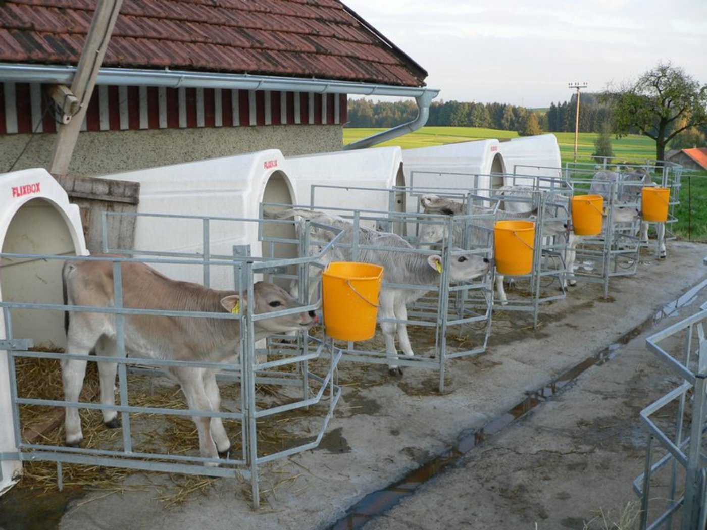 Die Preise für Tränkekälber werden künftig nur noch von den landwirtschaftlichen Organisationen erhoben. (Bild BauZ)