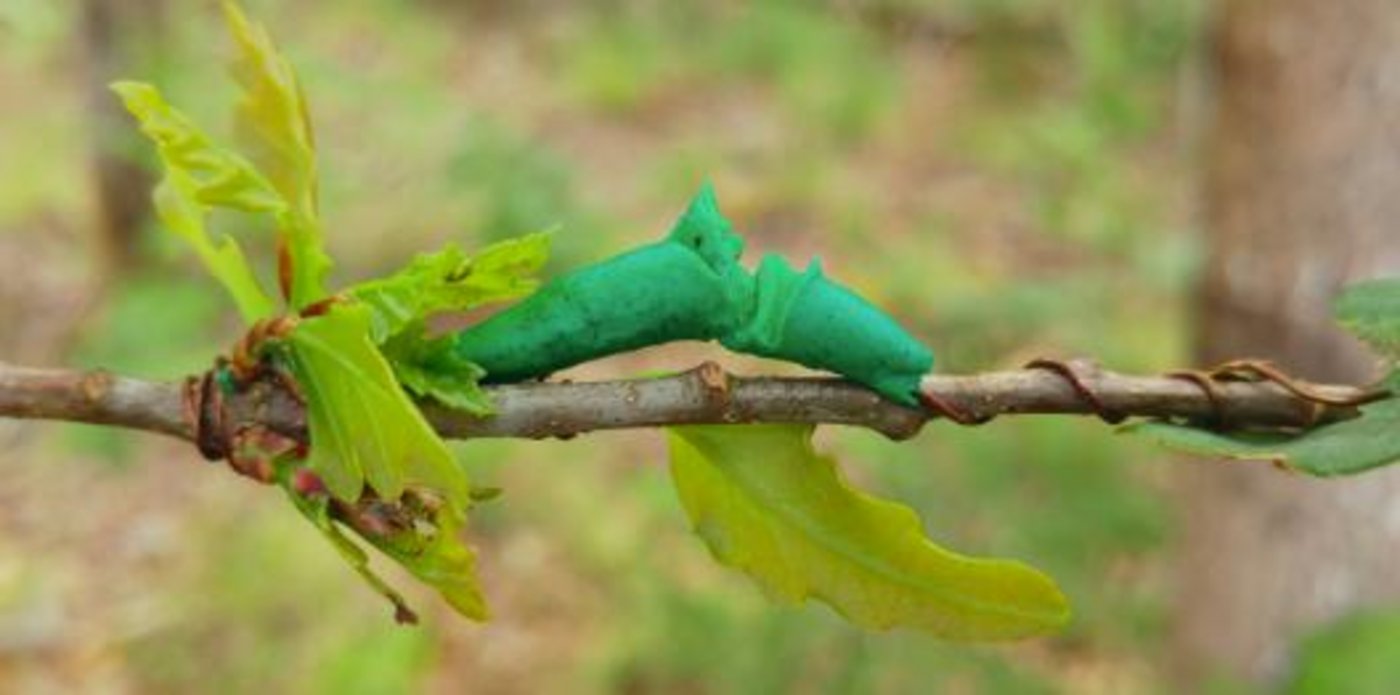 Beispiel von Schnabelspuren von jagenden Vögeln an einem Raupenimitat aus Knetmasse. (Bilder Bastien Castagneyrol, Inra Bordeaux)