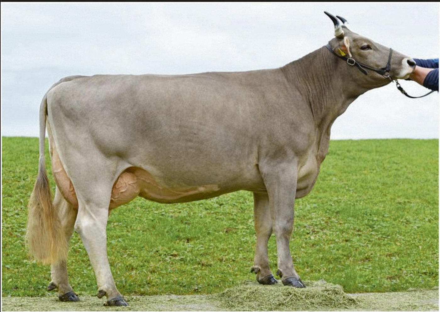 Lordan-Tochter Urmi von Emil Bürgler aus Nesslau SG. Lordan ist die neue Nummer eins beim Original Braunvieh.