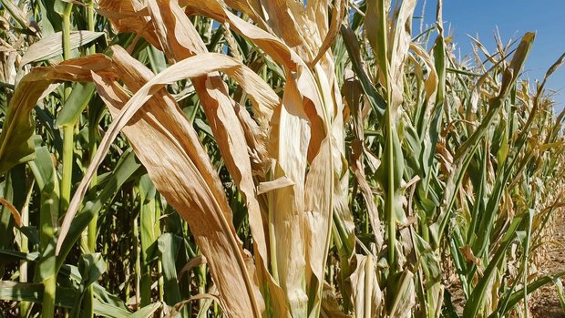 Statt zu reifen, verdorrt der Mais. Verschiedene Betriebe haben darum bereits siliert. 