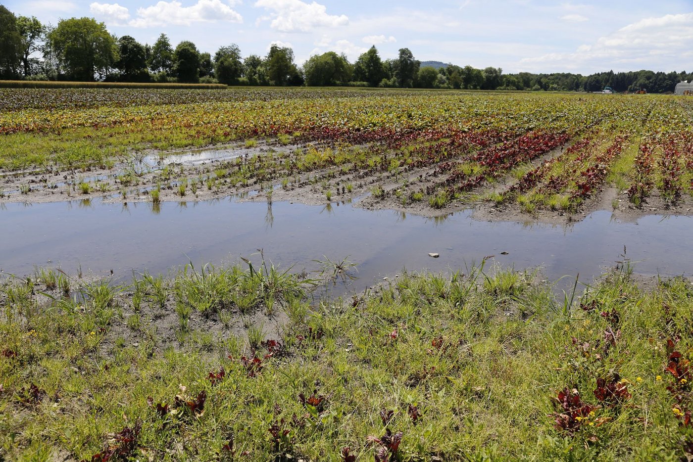 Ein Randenfeld im Berner Seeland im Juni. Die Niederschläge machten den Bäuerinnen und Bauern zu schaffen. (Bild ji)