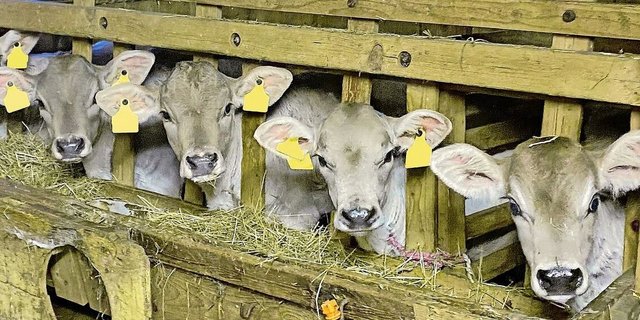 Jungviehaufzucht als attraktive Alternative für Betriebe, die aus der Milchproduktion aussteigen möchten.