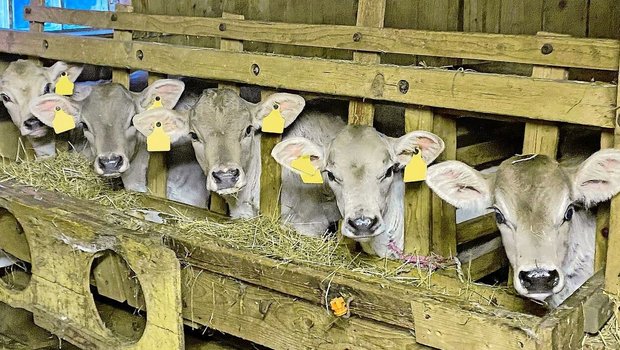 Jungviehaufzucht als attraktive Alternative für Betriebe, die aus der Milchproduktion aussteigen möchten.