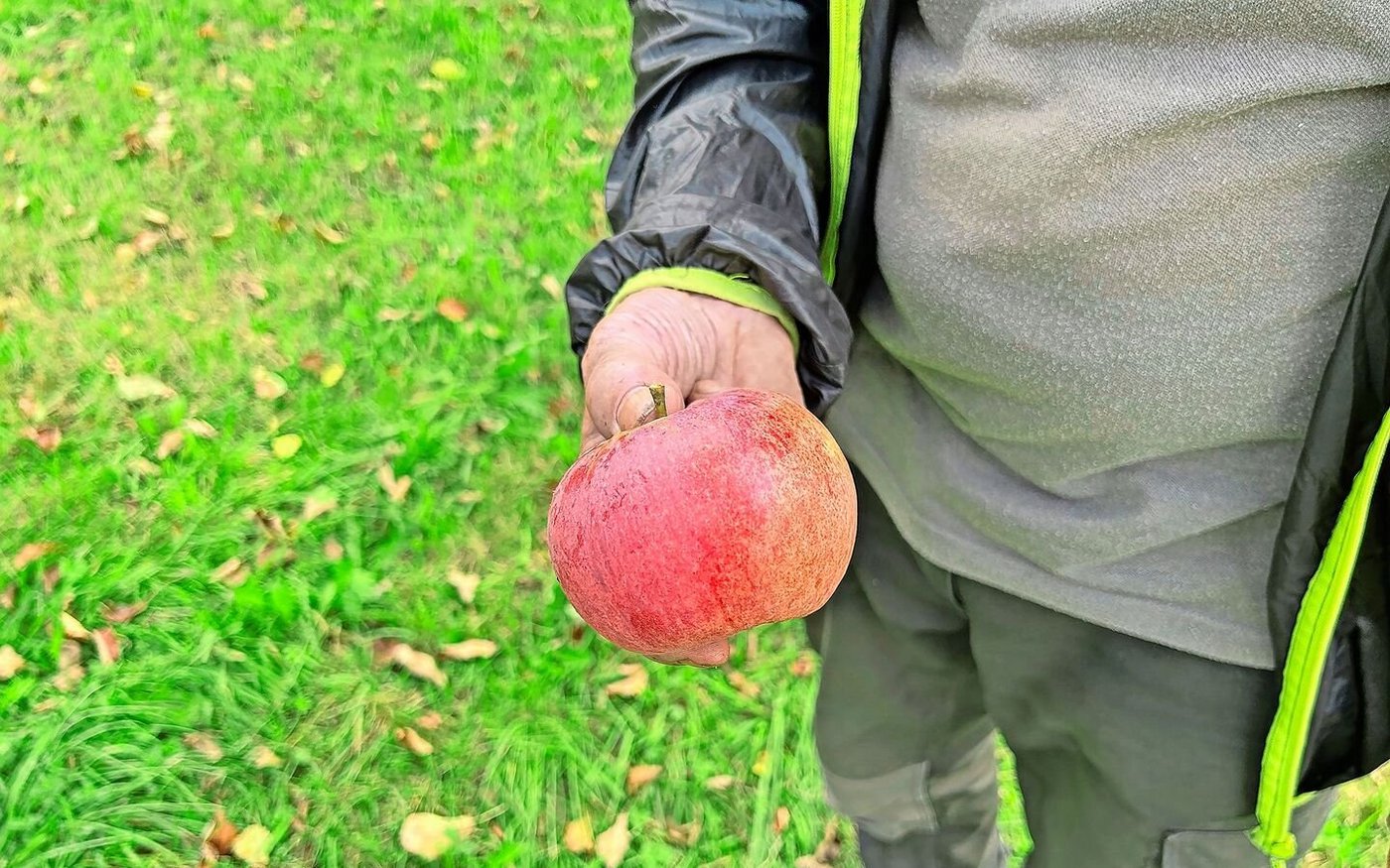 Die grössten Äpfel liefert die Sorte «Peasgoods Sondergleichen».