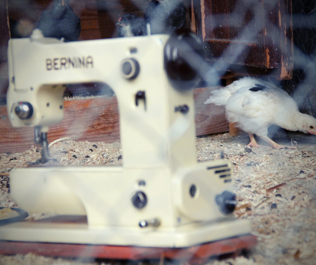 Musterbild BauernZeitung - Bernina Nähmaschine mit Kücken