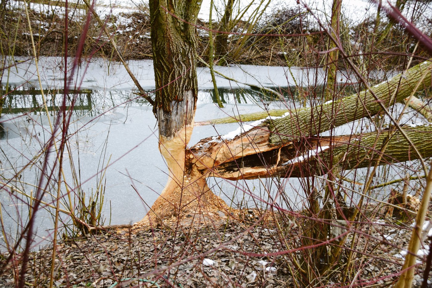 Innert kurzer Zeit können die Nager grosse Bäume fällen. Das Material brauchen sie für ihre Dämme.