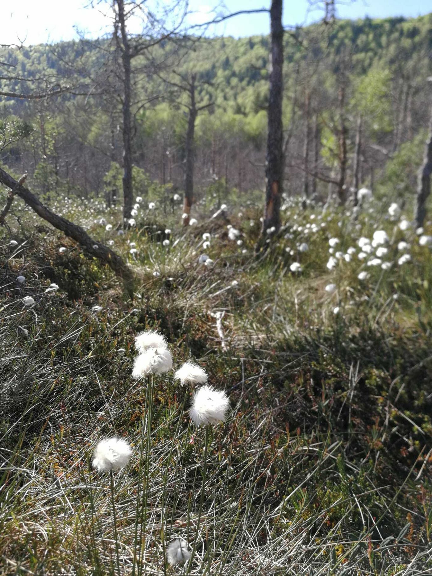 Unterwegs begegneten ihnen einige Wollgräser. 
