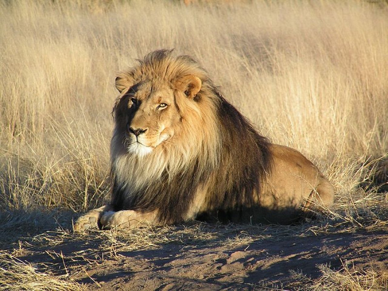 Der König der Tiere in einem Nationalpark in Namibia. (BIld: Kevin Pluck)