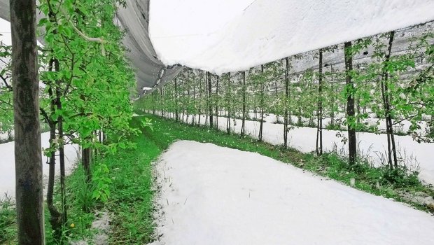 Die Kombination von Die Kombination von Schnee und tiefen Temperaturen forderte die Obstbauern in diesem Frühjahr.