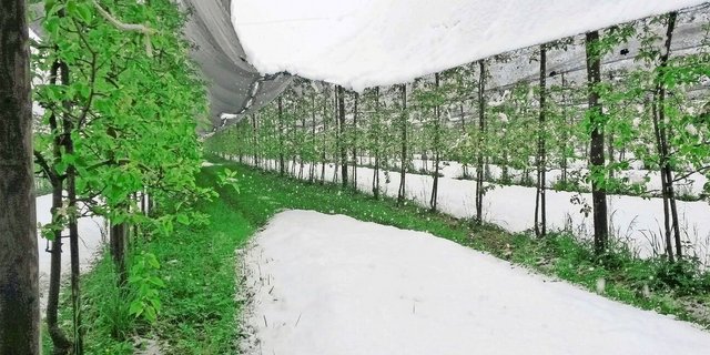 Die Kombination von Schnee und tiefen Temperaturen forderte die Obstbauern in diesem Frühjahr.