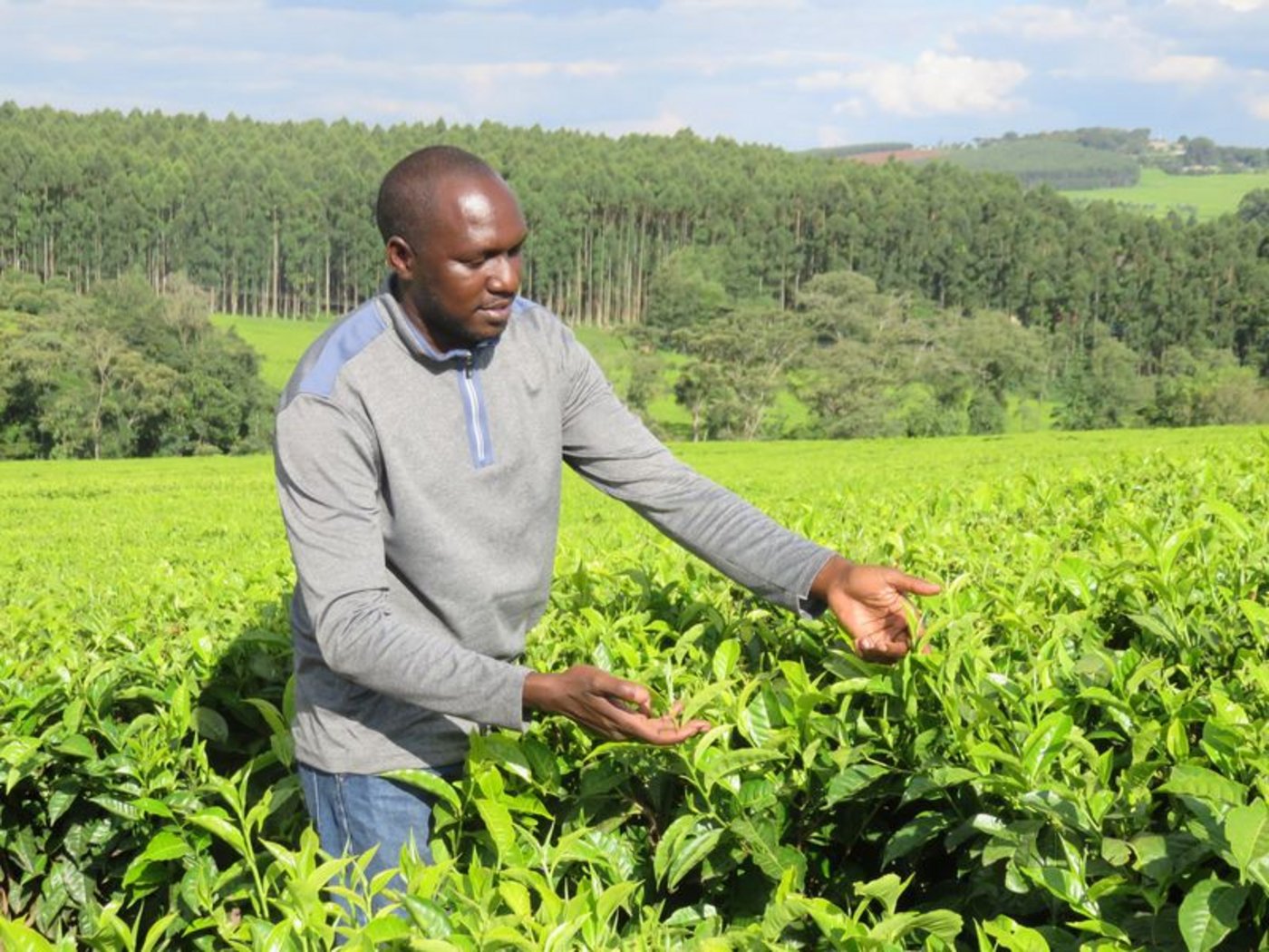 Handpflücker ernten zwei Blätter und eine Knospe und werfen den Tee dann entweder in einem Korb oder Beutel, den sie normalerweise auf dem Rücken tragen. (Bilder mg)