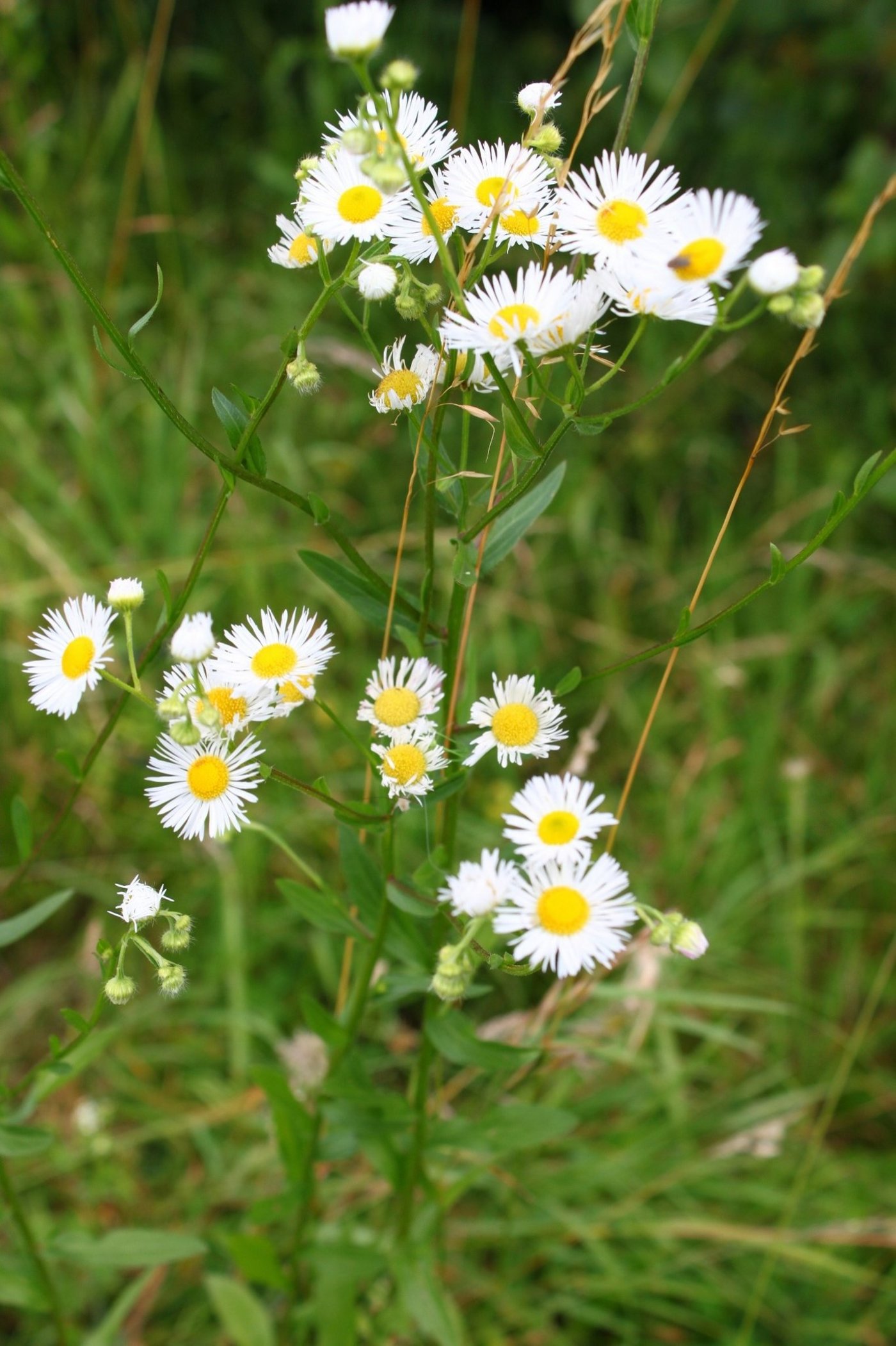 Das Einjähriges Berufkraut besitzt weisse Blüten mit gelbem Körbchen. Die Blüten ähneln der Kamille, sind aber kleiner. Die Pflanze muss ausgerissen werden, bevor sie Samen bildet.	(Bild zVg)