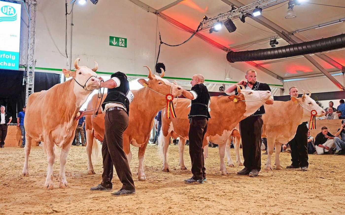 Aladin Heidi, Stalden Brisago Volta, Fantast Elodie und Amur Meieli präsentierten sich prächtig (v. l. n. r.).