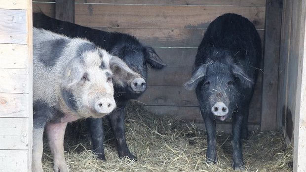 Wer kommt denn da zu Besuch? Alpenschwein-Eber Jamie (links, gefleckt) und die beiden schwarzen Alpenschwein-Sauen Peppa (Mitte) und Daisy. (Bild as)