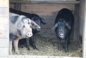 Wer kommt denn da zu Besuch? Alpenschwein-Eber Jamie (links, gefleckt) und die beiden schwarzen Alpenschwein-Sauen Peppa (Mitte) und Daisy. (Bild as)