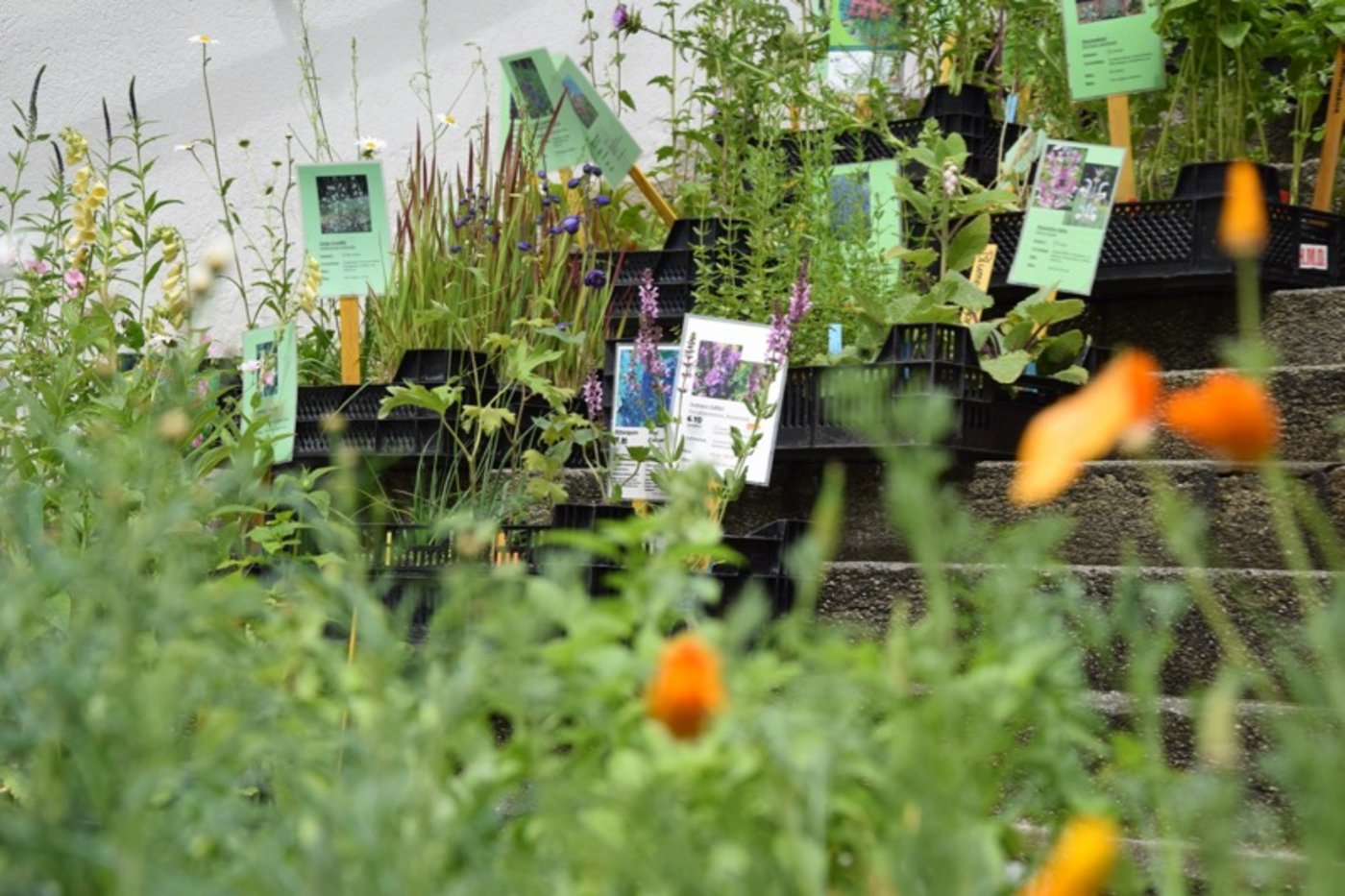 Eine Augenweide. Spezielle Blumen, Kräuter und andere seltene Pflanzen wurden auf der Treppe präsentiert. (Bild jba)