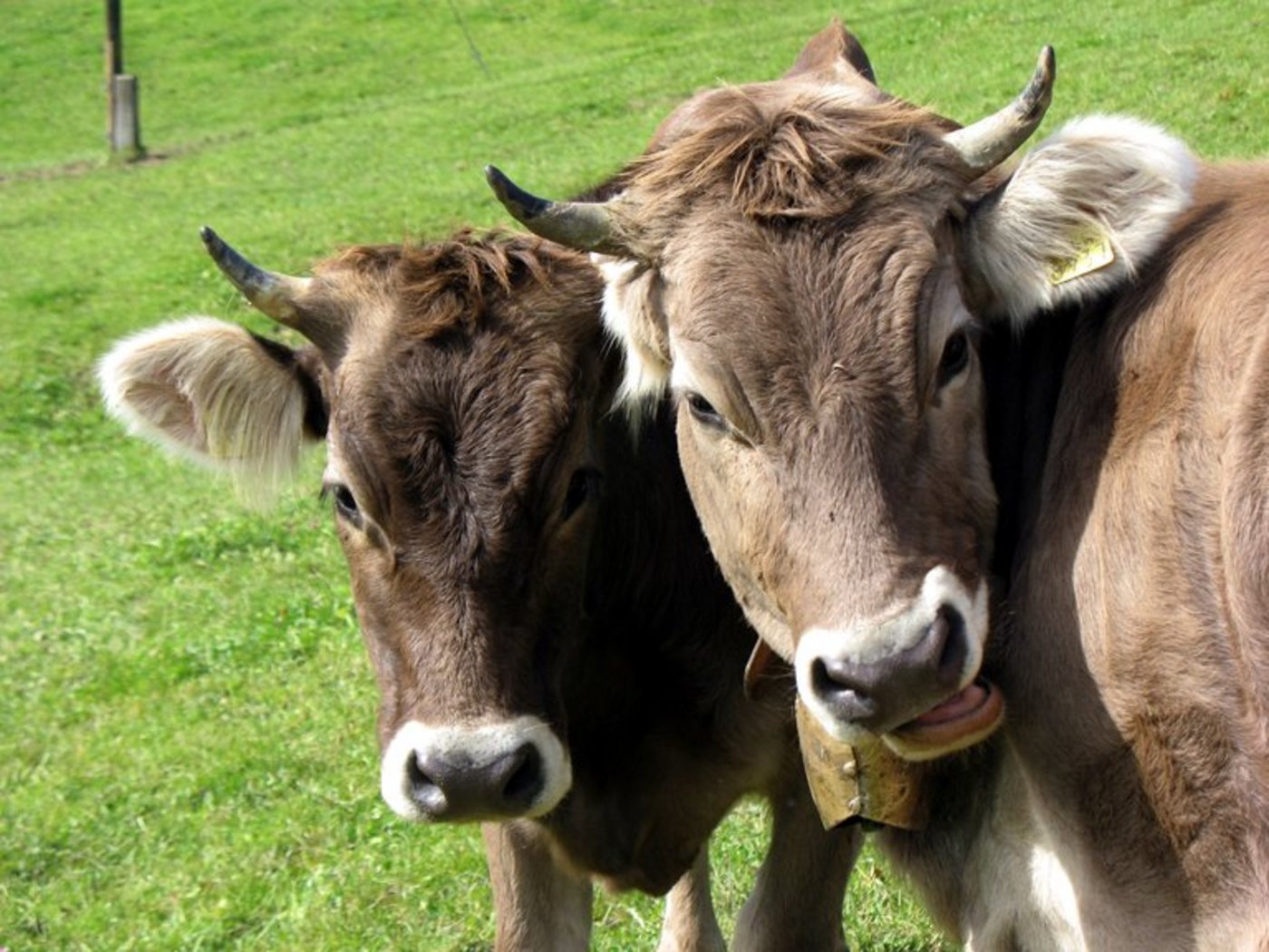 Überdurchschnittlich abgenommen hat die Zahl der milchproduzierenden Betriebe im Kanton. (Bild Walter Joss/landwirtschaft.ch)