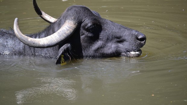 Indien ist Heimat der grössten Wasserbüffel-Population der Welt. (Bild Pixabay)