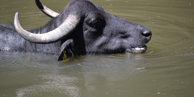 Indien ist Heimat der grössten Wasserbüffel-Population der Welt. (Bild Pixabay)