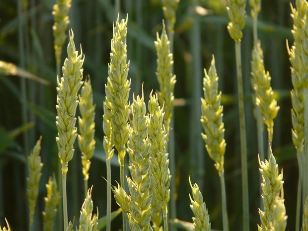 Mehr als zwei Drittel unseres Getreides wird nach Bio- und Extenso-Standards angebaut. Der wählerische Detailhandel aber bevorzugt Importprodukte, schreibt Uniterre. (Bild Pixabay)