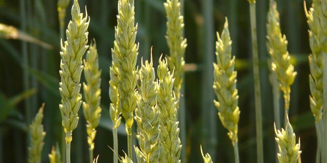 Mehr als zwei Drittel unseres Getreides wird nach Bio- und Extenso-Standards angebaut. Der wählerische Detailhandel aber bevorzugt Importprodukte, schreibt Uniterre. (Bild Pixabay)