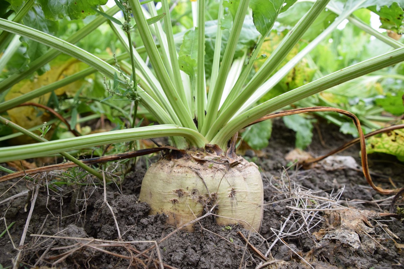 Die «Klima-Gruppe» ist überzeugt: Verwaltung und Geschäftsleitung des Rübenrings müssen «wie Zahnräder im Getriebe» funktionieren, aber dabei nicht in die jeweiligen Aufgaben eingreifen. (Bild BauernZeitung/Sera J. Hostettler)