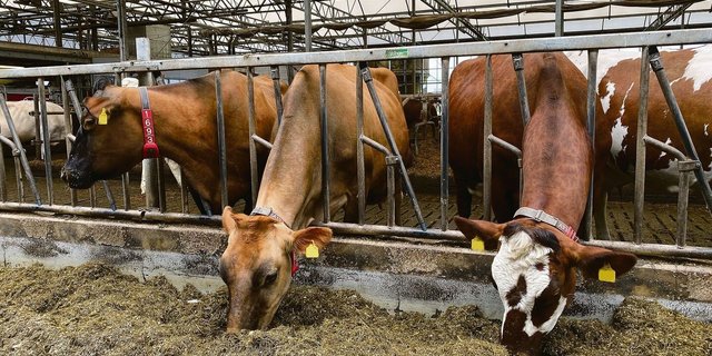 Die Kühe des Betriebs Oostdam werden nach dem Prinzip der Rotationskreuzung gezüchtet. Man ziele nicht ab auf das Maximum, sondern auf das Optimum, betonen die Betriebsleiter.