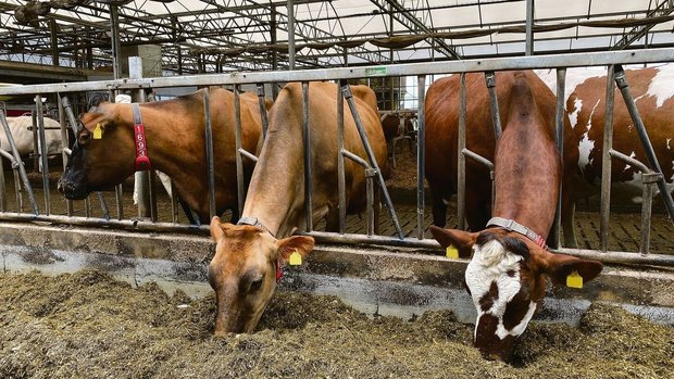 Die Kühe des Betrieb Die Kühe des Betriebs Oostdam werden nach dem Prinzip der Rotationskreuzung gezüchtet. Man ziele nicht ab auf das Maximum, sondern auf das Optimum, betonen die Betriebsleiter.