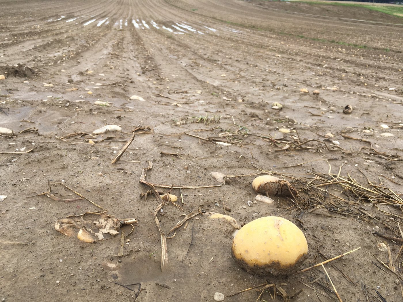 Mancherorts geriet die diesjährige Kartoffelernte zur Schlammschlacht. (Bild jsc)
