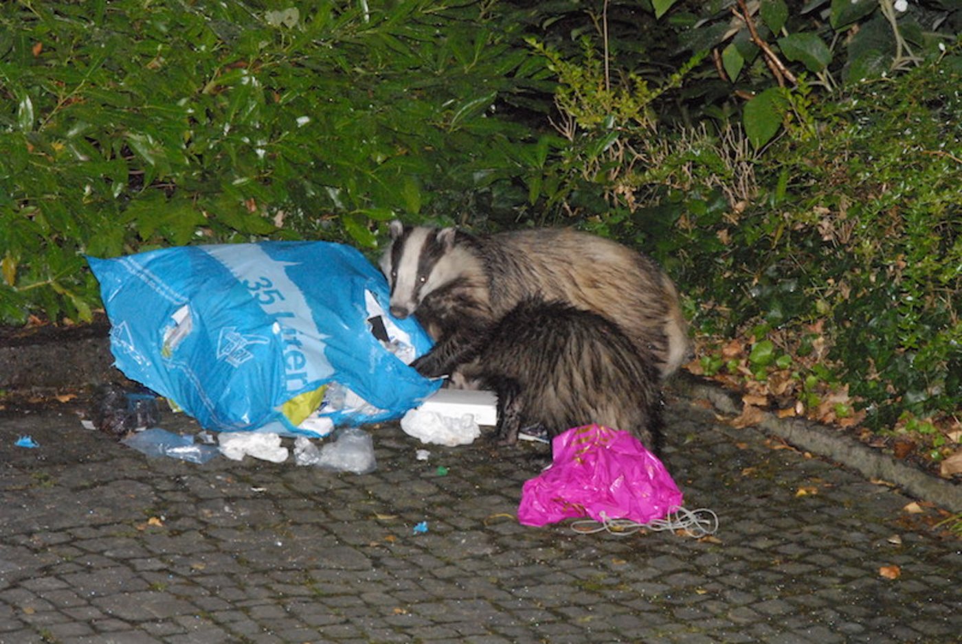 Dachse werden vermehrt in städtischen Gebieten gesichtet. (Gregor Schaad / wildenachbarn.ch)