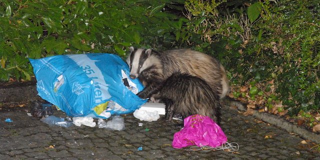 Dachse werden vermehrt in städtischen Gebieten gesichtet. (Gregor Schaad / wildenachbarn.ch)
