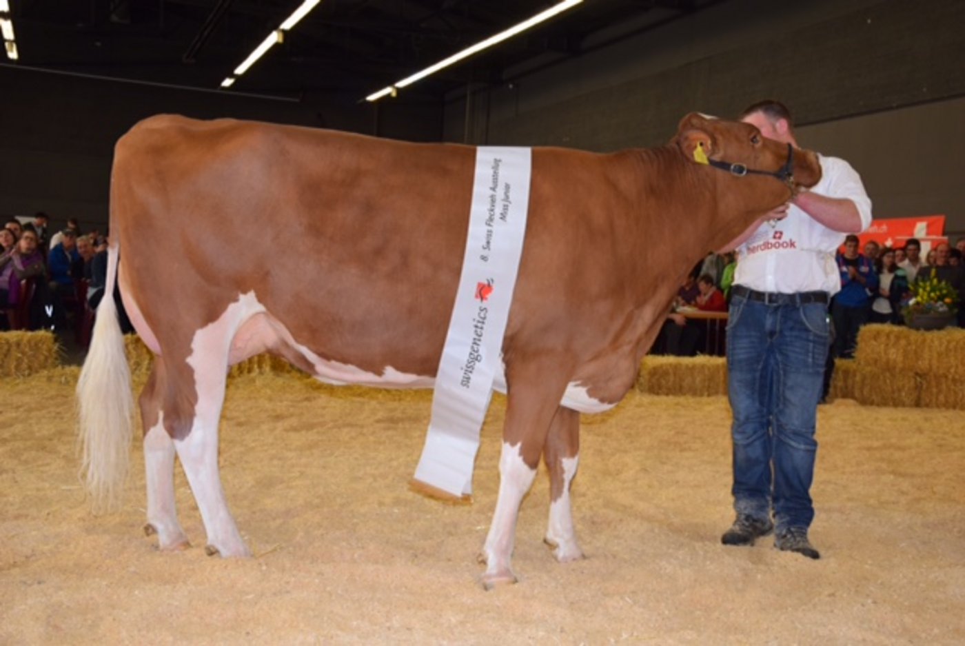 Die Junior Miss Lons Almina von Markus Kropf, Oberwil i.S. BE.