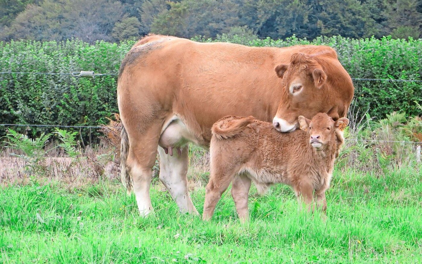 Durch die Tageszunahme der Kälber kann die Milchleistung der Mutterkuh geschätzt werden.