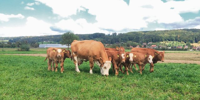 Konstantes Graswachstum biete ideale Voraussetzungen für eine kostengünstige Weidefütterung von Weidebeef.  (Bild Reto Spörri)