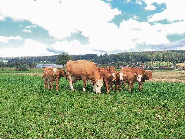 Konstantes Graswachstum biete ideale Voraussetzungen für eine kostengünstige Weidefütterung von Weidebeef. (Bild Reto Spörri)