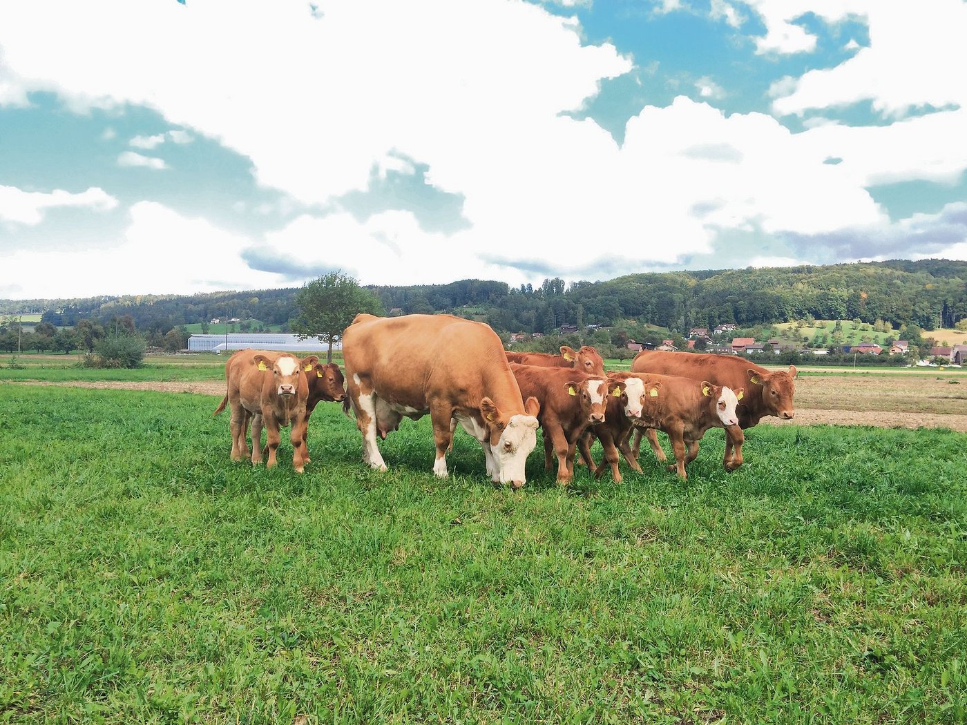 Konstantes Graswachstum biete ideale Voraussetzungen für eine kostengünstige Weidefütterung von Weidebeef.  (Bild Reto Spörri)