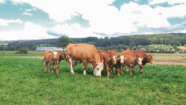Viel Weidegras: So profitieren Mutterkuhbetriebe Konstantes Graswachstum biete ideale Voraussetzungen für eine kostengünstige Weidefütterung von Weidebeef. (Bild Reto Spörri)