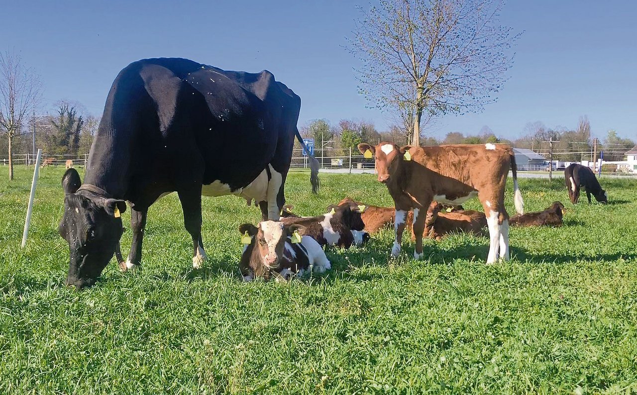 Die Kälber der Milchkühe dürfen mit ihren Ammen auf der Weide bleiben, bis sie abgesetzt sind.
