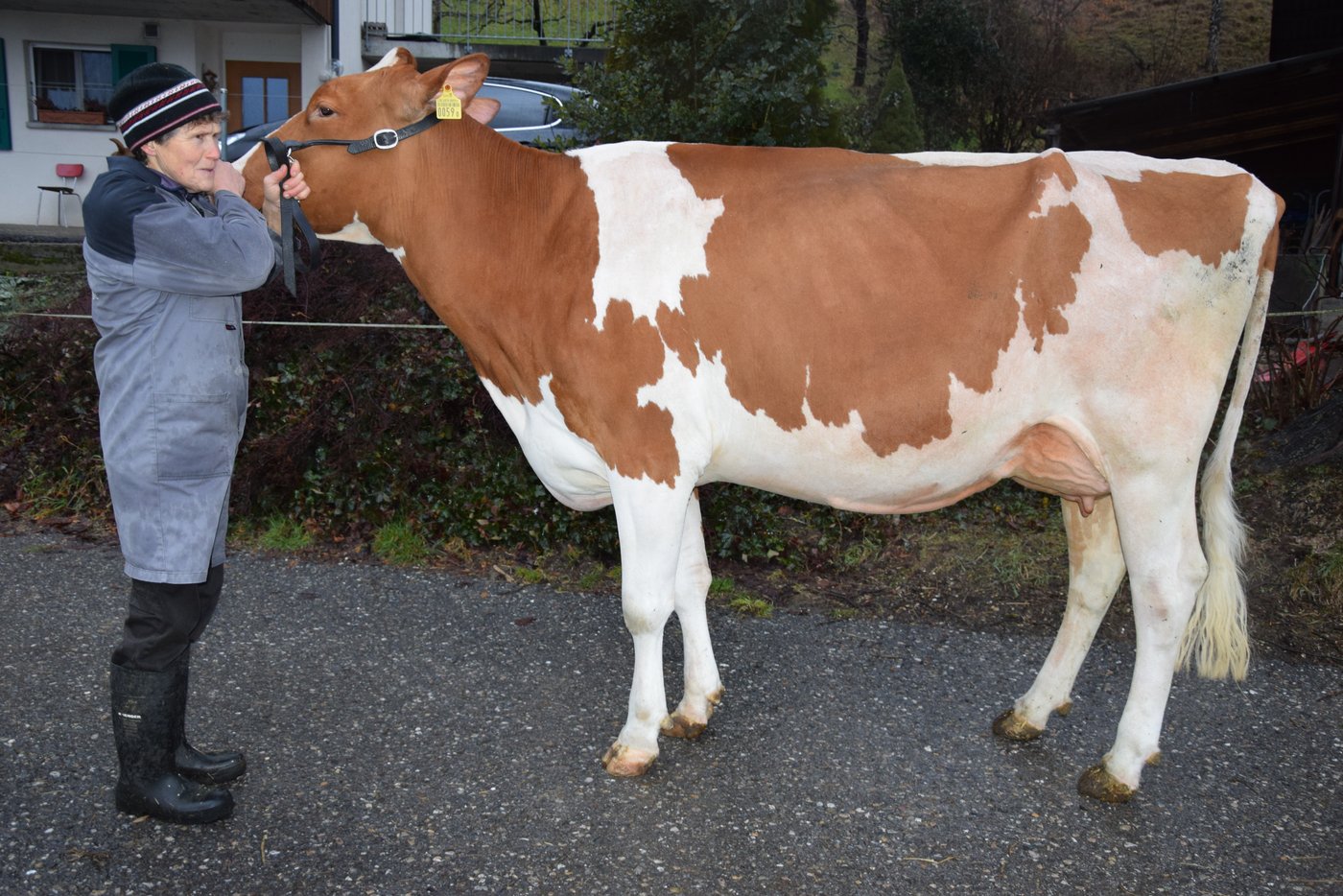 Oakley Joya wird bei den Zweitlaktierenden an den Start gehen.