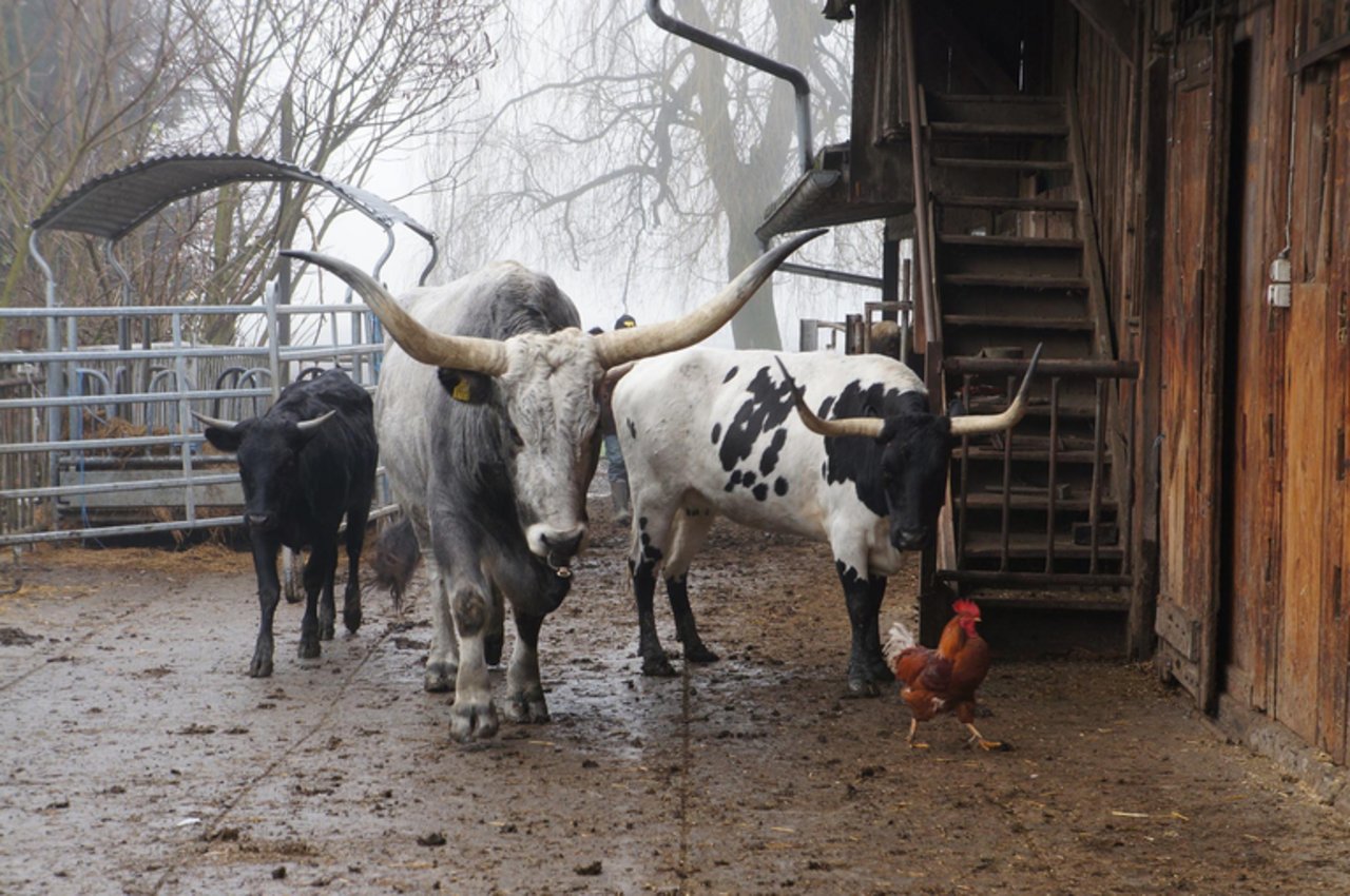 Texas Longhorns sind genügsame und umgängliche Tiere.