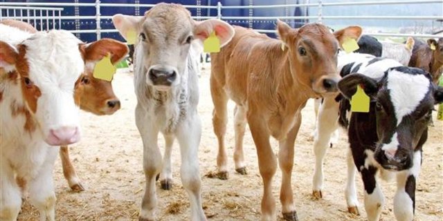 Für einjähriges Forschungsprojekt werden Kälbermäster gesucht. (Bild BauZ)