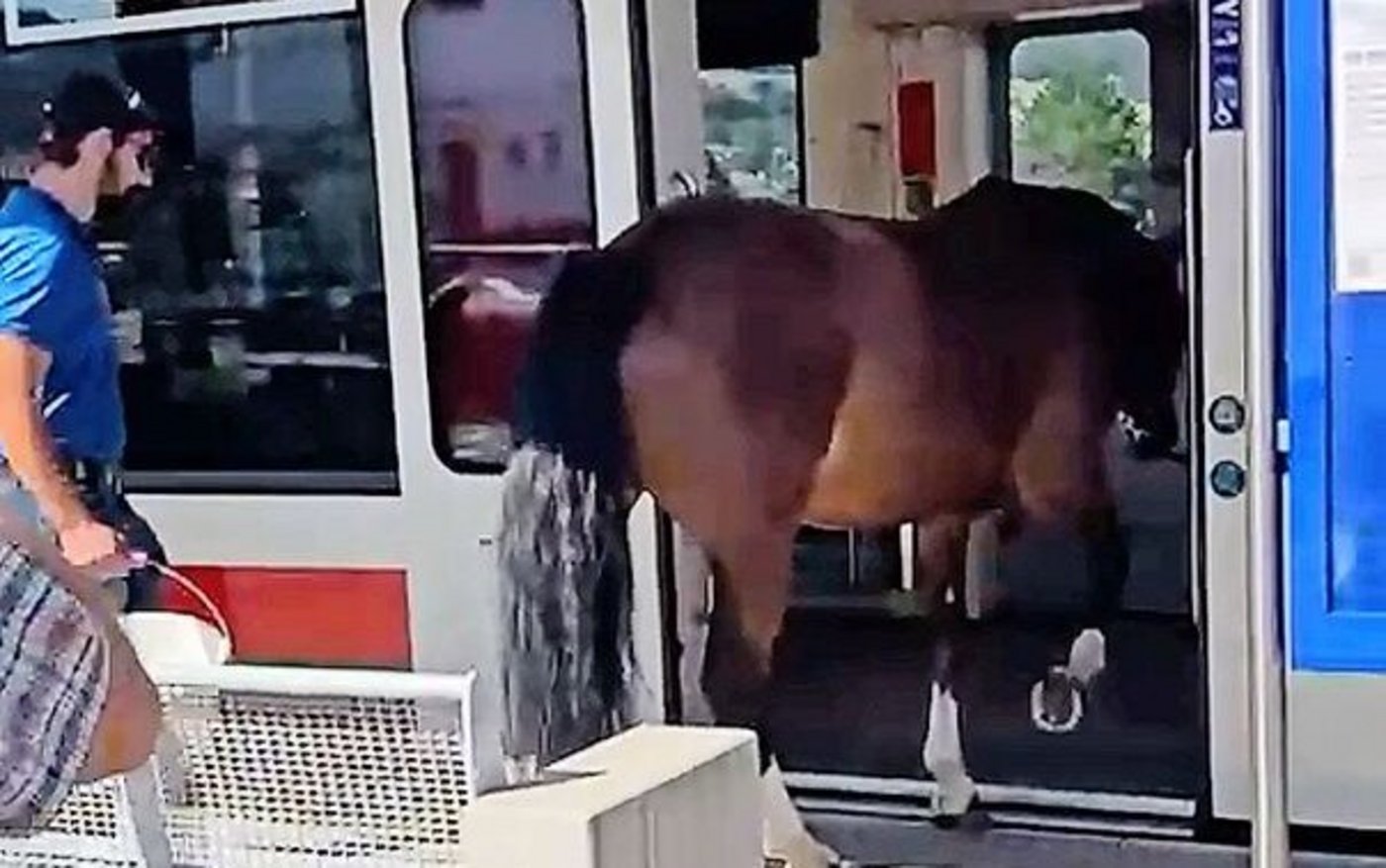 Die Stute Éclipse besteigt seelenruhig den Zug. Auf nach Saignelégier, ist der Plan.