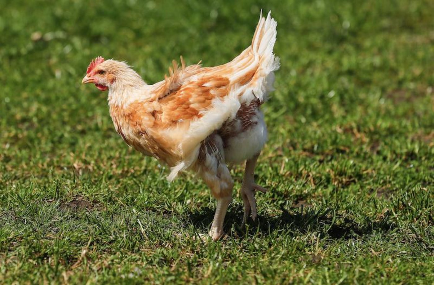 Pouletfleisch ist auffallend hell – das hat mehrere Gründe. (Bild Peter Röthlisberger / BauZ)