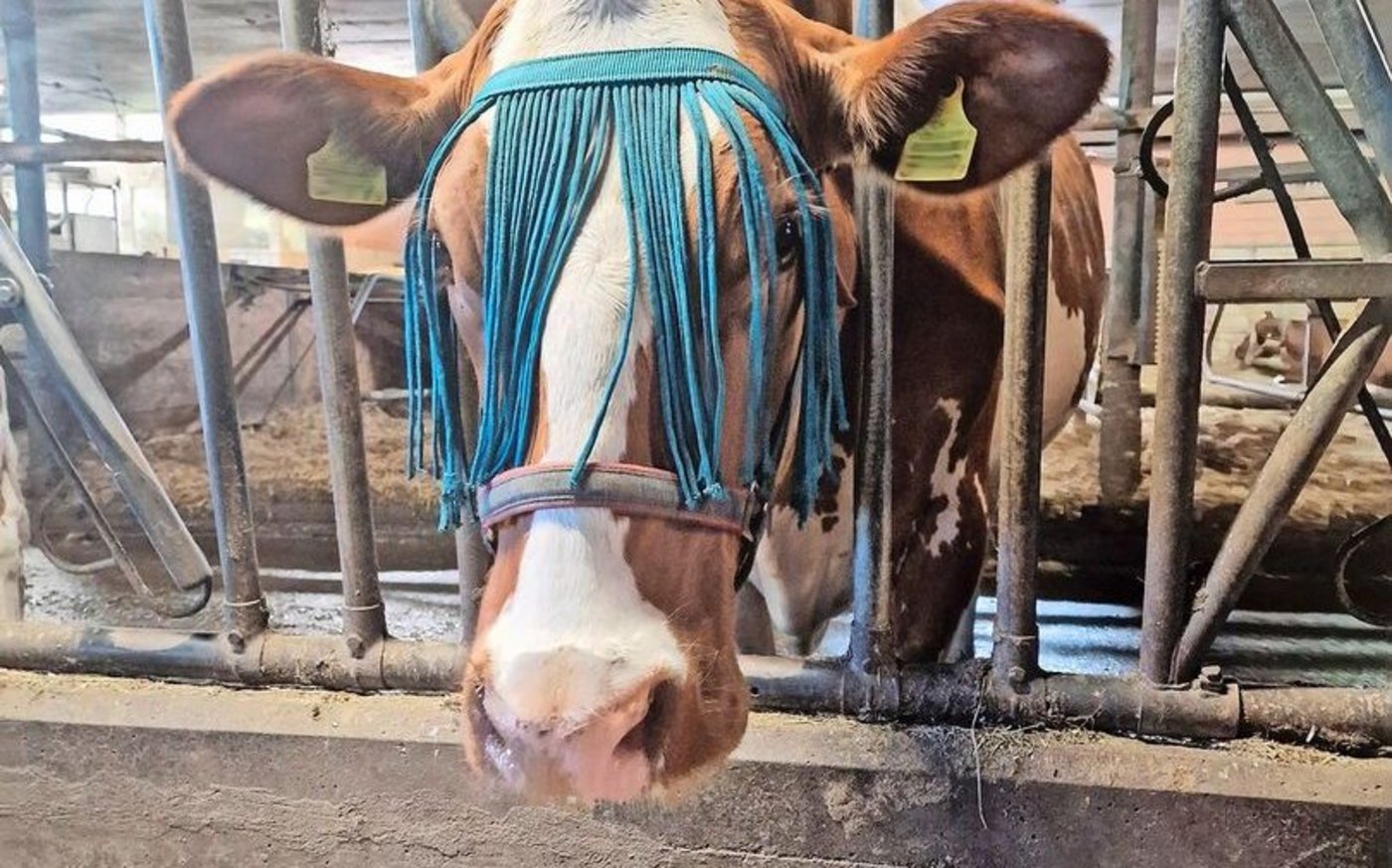 Vom Pferd und günstig: Stirnfransen an einem Halfter.