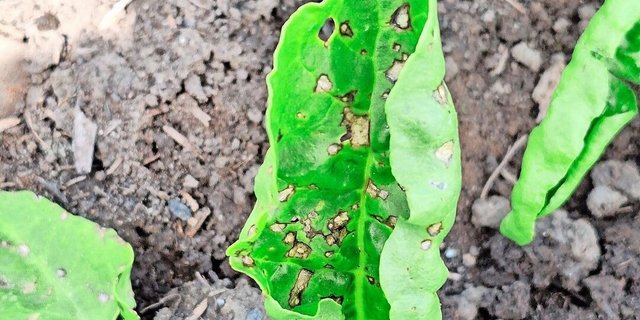 Pseudomonas treten tendenziell früher im Feld auf als Cercospora und verursachen keine ertragsrelevanten Schäden.